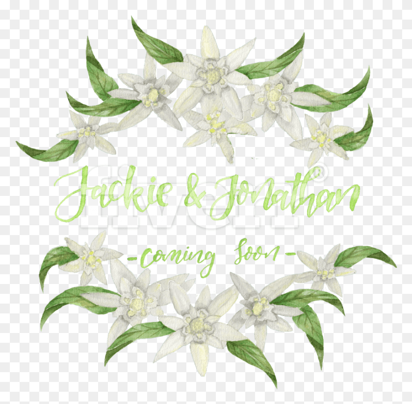 852x836 Jasmine, Plant, Flower, Blossom HD PNG Download