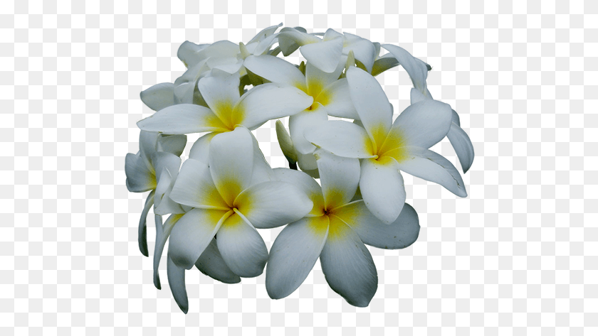 494x413 Jasmine Flower Jasmine Transparent, Geranium, Plant, Blossom HD PNG Download