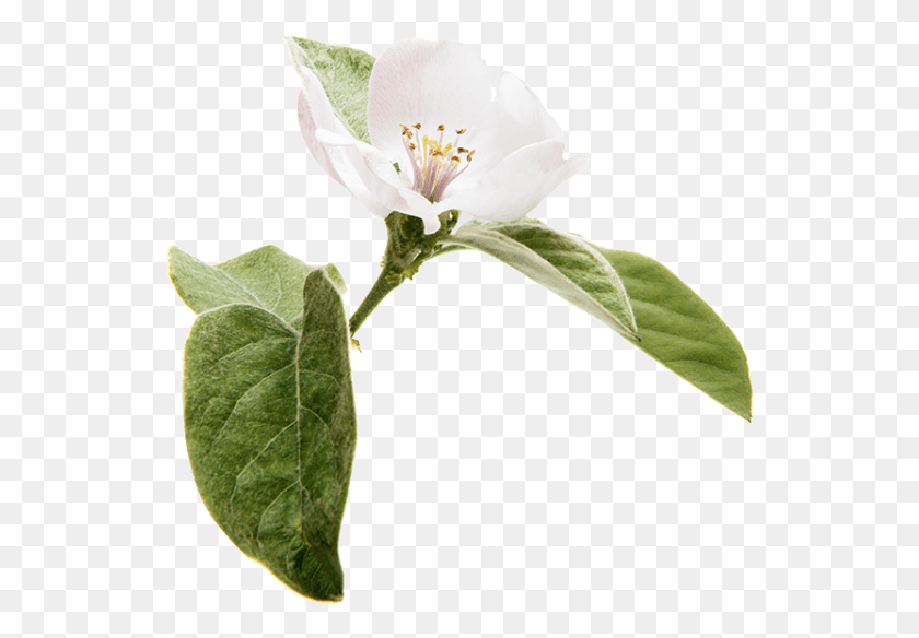 538x524 Жасмин Белый Триллиум, Растение, Цветок, Цветение Hd Png Скачать