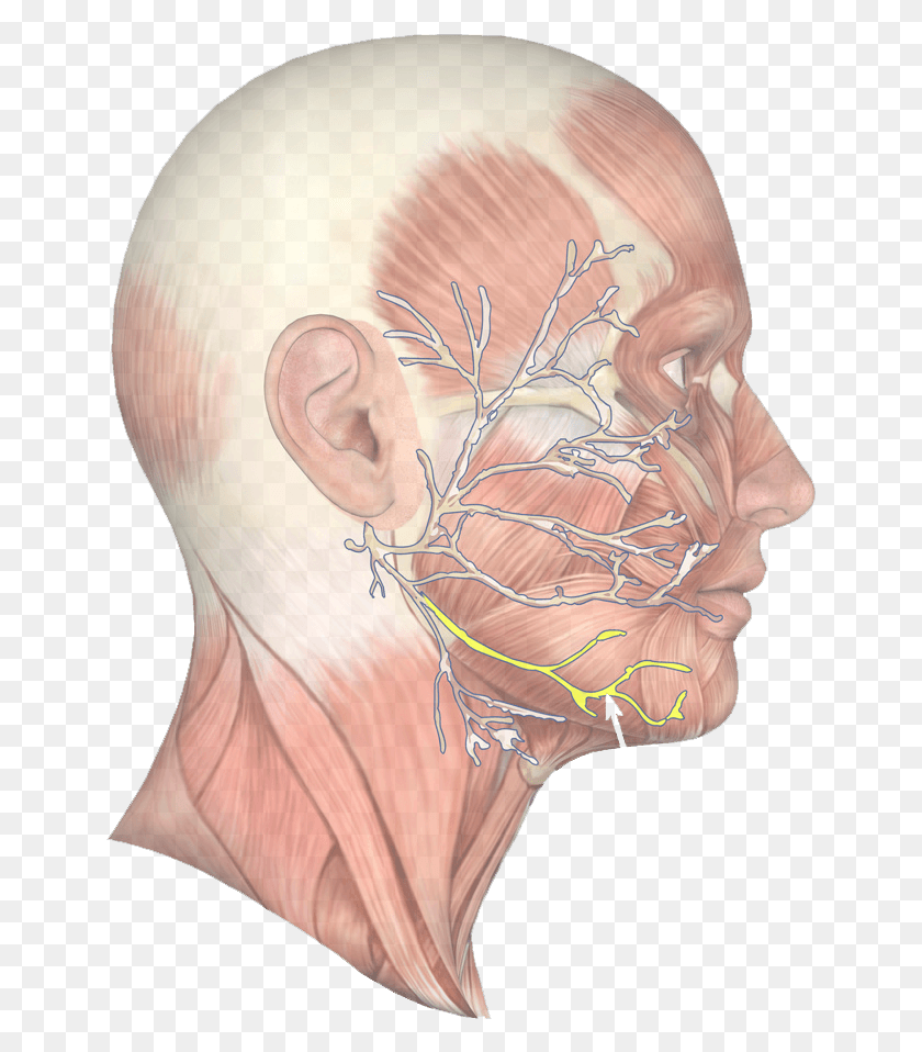 647x898 Jaw Muscle 63 Face Muscle Side View, Person, Human, Ear HD PNG Download