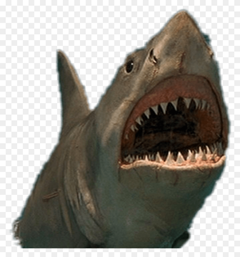 1024x1100 Jaws Noise A Shark Makes, Sea Life, Fish, Animal HD PNG Download