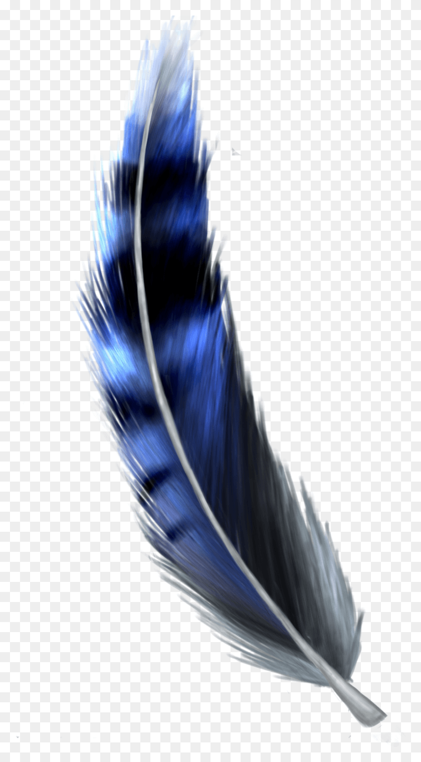 794x1486 Jay Feather Transparent Blue Jay Feather, Bird, Animal, Lighting HD PNG Download
