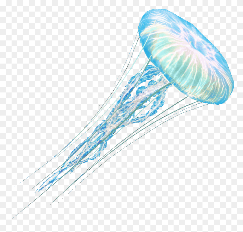 973x927 Medusas, Invertebrados, Vida Marina, Animal Hd Png