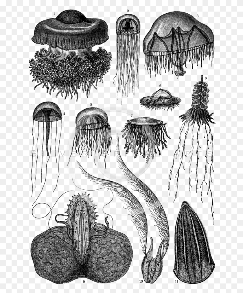 653x953 Jellyfish Engraving, Spiral, Coil HD PNG Download