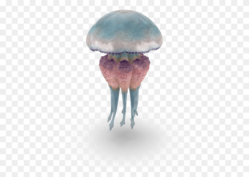 601x537 Jellyfish Free Image Penny Bun, Fungus, Animal, Invertebrate HD PNG Download
