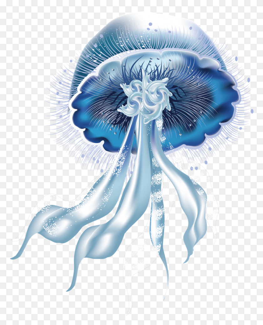848x1060 Jellyfish Picture Jellyfish, Animal, Sea Life HD PNG Download