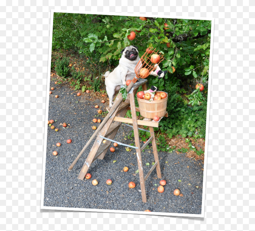 581x703 Descargar Png Jenny The Pug Goes Apple Picking Trabajador Agrícola, Planta, Perro, Mascota Hd Png