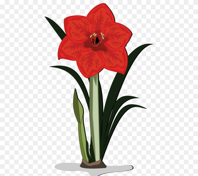 750x750 Jersey Lily Cut Flowers Amaryllis Bulb, Flower, Plant Clipart PNG