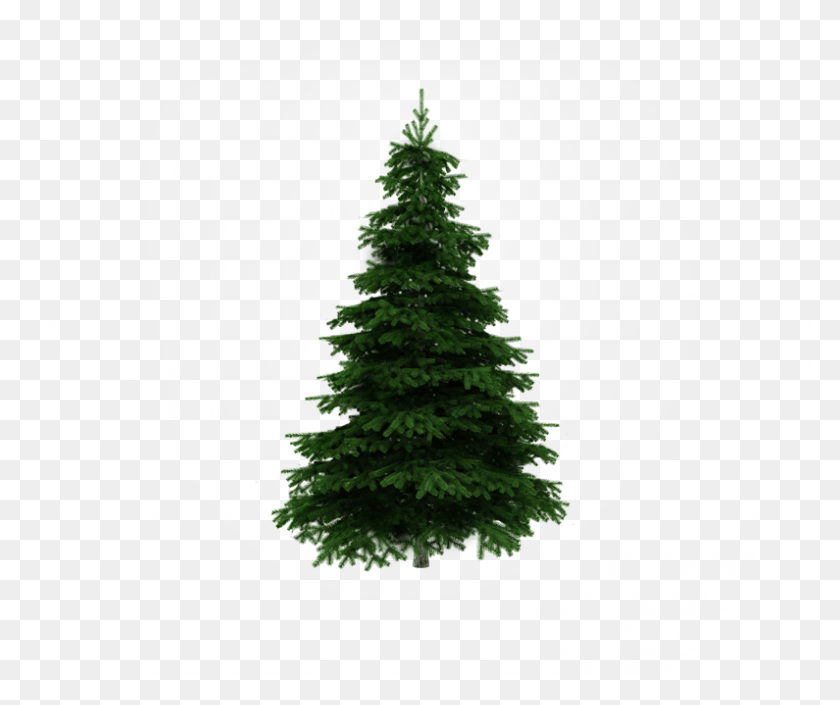 795x658 Jewish Christmas, Tree, Plant, Christmas Tree HD PNG Download