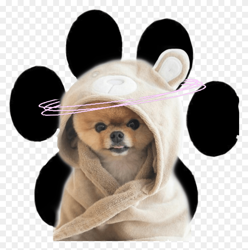 1024x1032 Jiffpom Sticker Dog, Clothing, Apparel, Mammal HD PNG Download