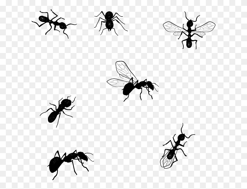 627x582 Jiminey Kricket Exterminating Ants Desenho Formiga, Flying, Bird, Animal HD PNG Download
