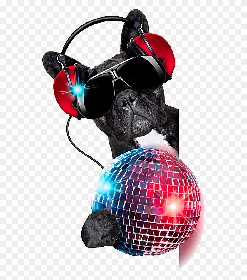 556x892 Jockey Colored Photography Dog Ball Nightclub Disc Dj Dog, Sphere, Sunglasses, Accessories HD PNG Download