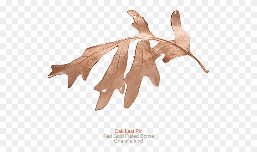 528x438 John Iversen Oak Leaf Pin Illustration, Leaf, Plant, Wood HD PNG Download