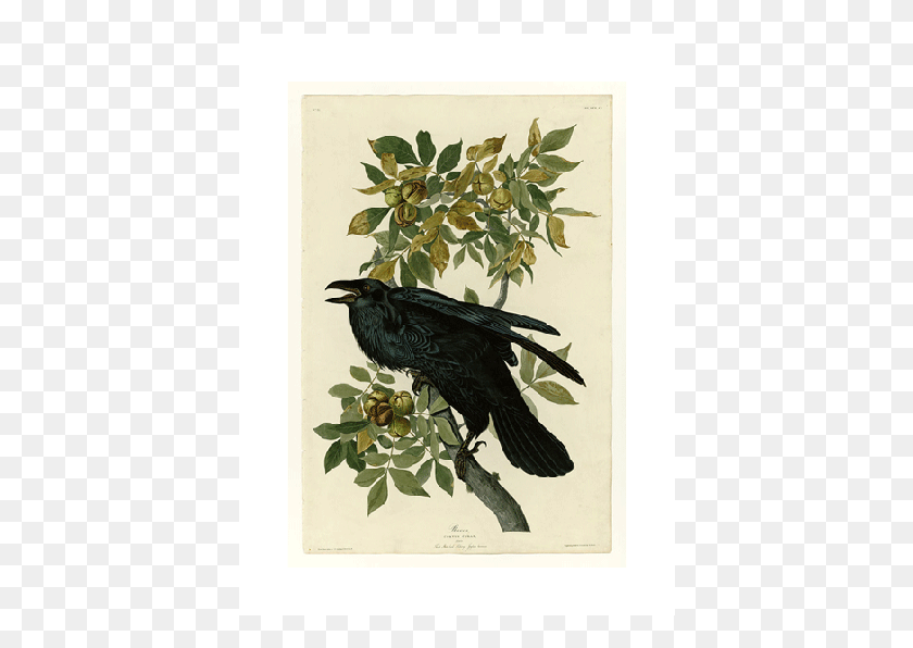 402x536 John James Audubon Crow, Bird, Animal, Blackbird HD PNG Download