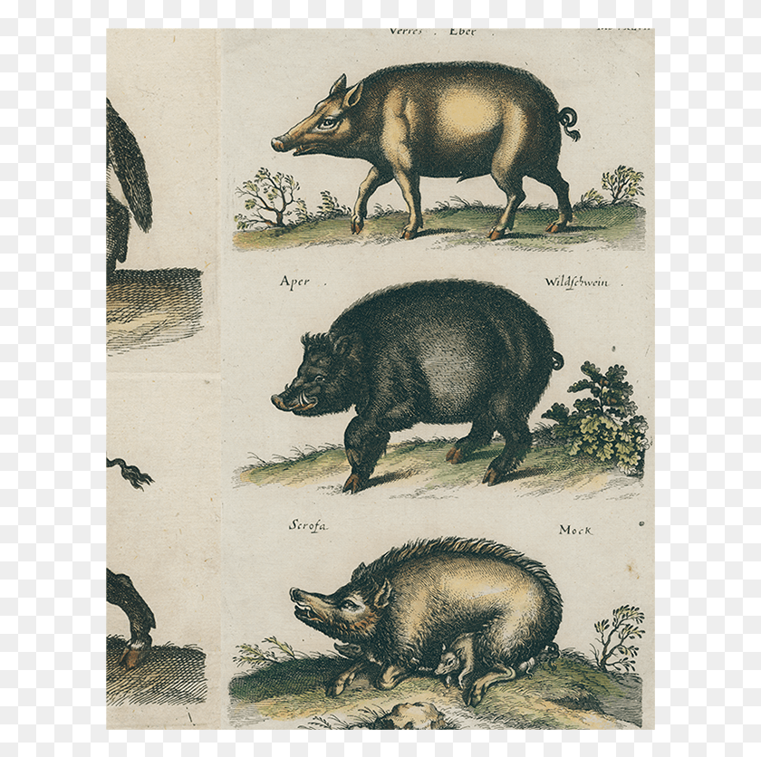 607x776 John Jonston, Hog, Pig, Mammal HD PNG Download