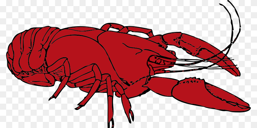 800x420 Johnny Automatic Crayfish, Food, Seafood, Animal, Sea Life Sticker PNG