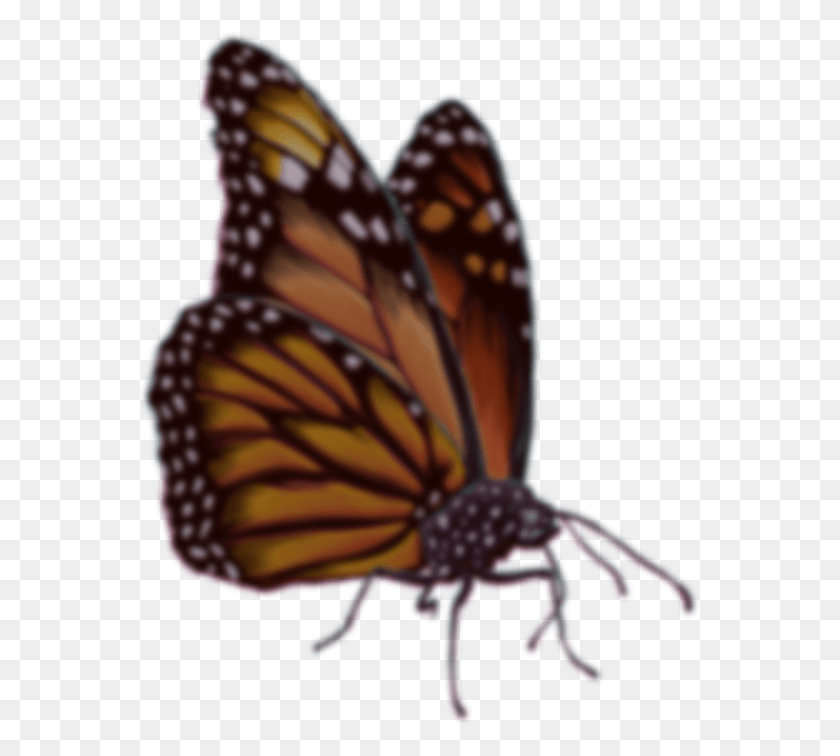 563x696 Descargar Png Mariposa Monarca, Monarca, Mariposa, Insecto Hd Png