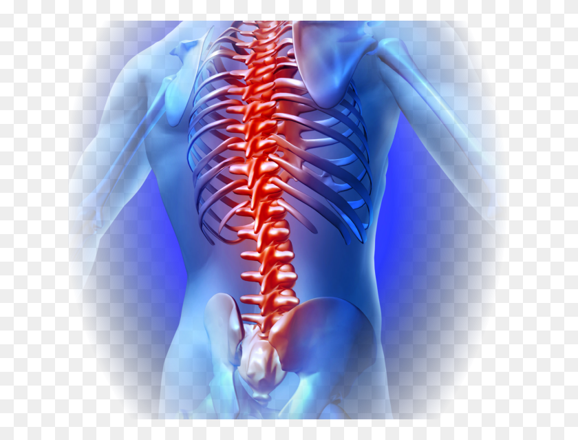 642x579 Joint Pain Back Bone Pain, Skeleton, Shoulder, X-ray HD PNG Download