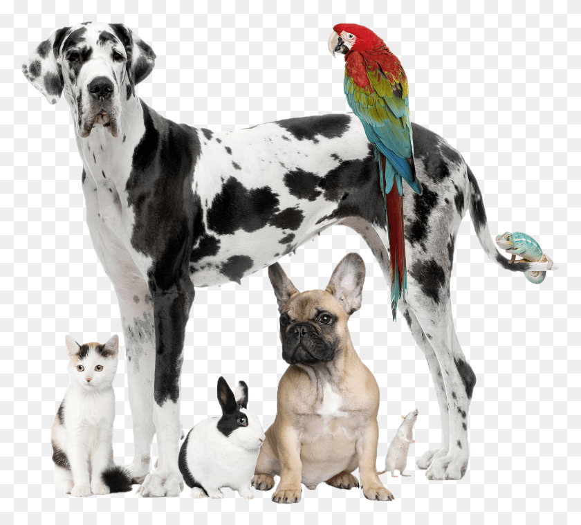 1228x1101 La Familia Jonesboro, Hospital De Mascotas, Perro, Gato, Conejo, Conejillo De Indias, Animal, Perro, Canino Hd Png