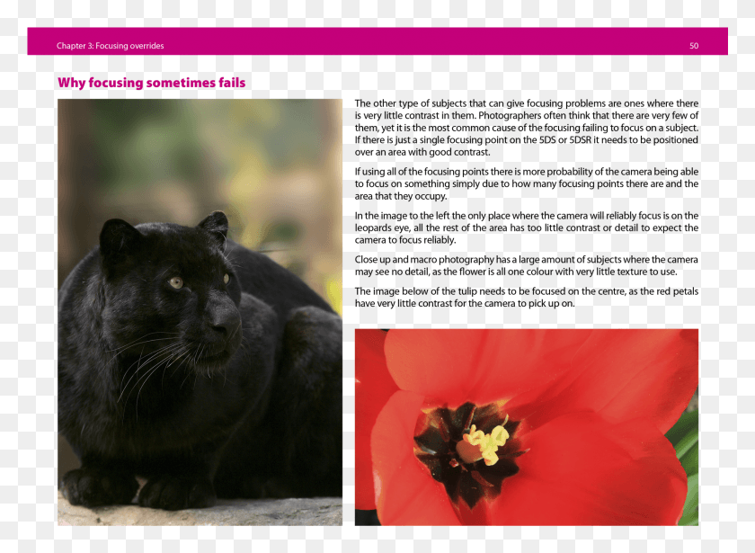 1721x1226 Joomla Plugins Lion, Panther, Wildlife, Mammal HD PNG Download