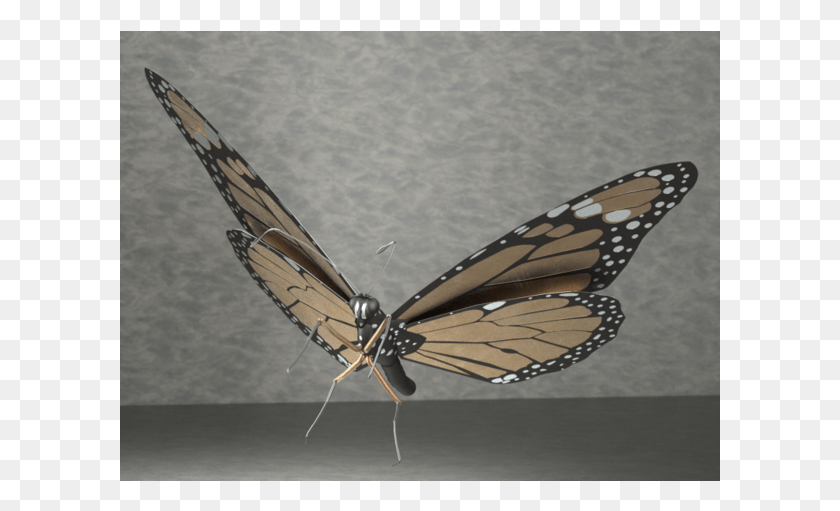 601x451 Josip Jakubiv Monarch Butterfly, Butterfly, Insect, Invertebrate HD PNG Download