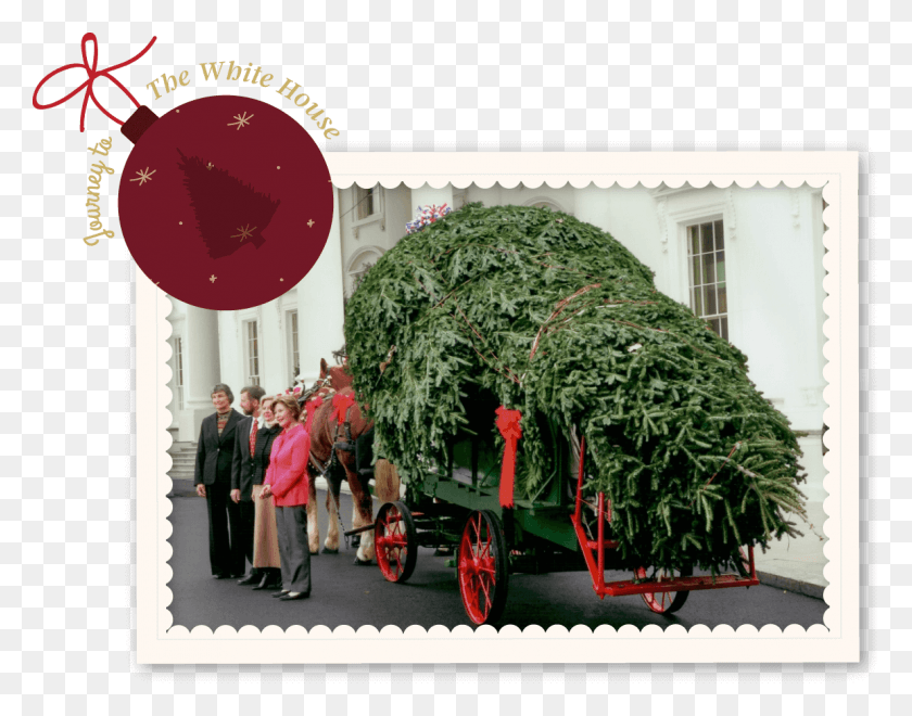 1154x888 Journeytothewhitehouse Fraser Hill Christmas Tree, Person, Human, Wheel HD PNG Download