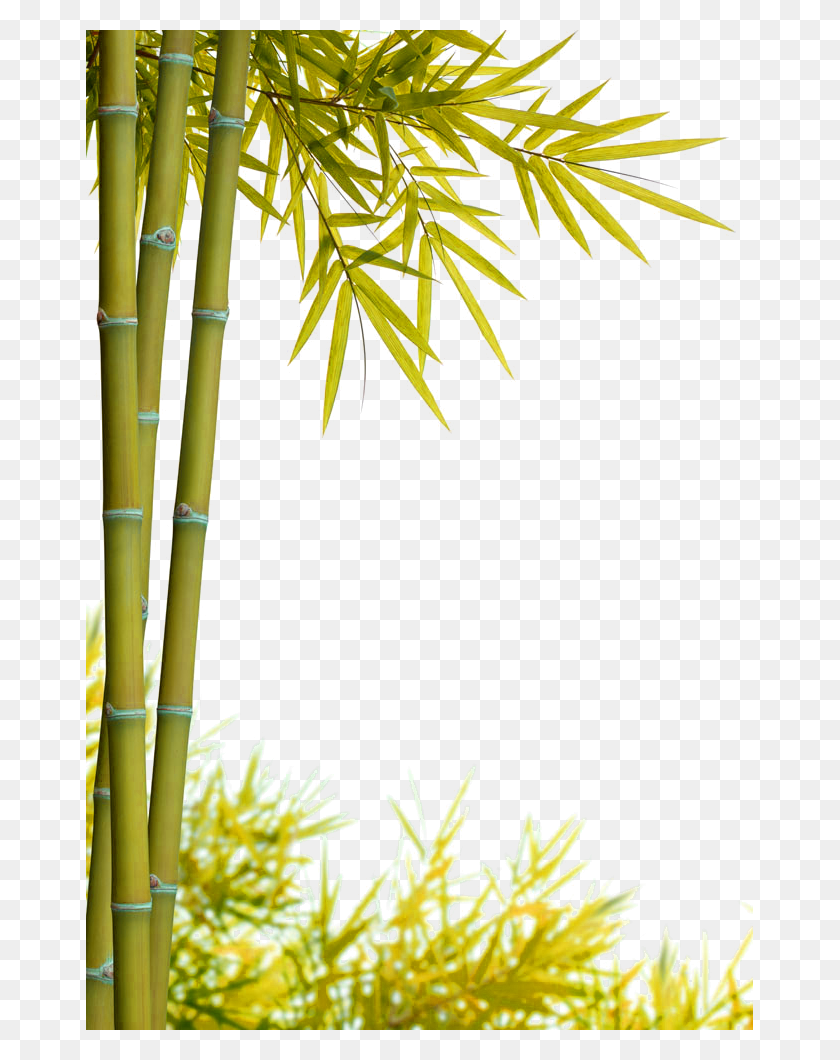 667x1000 Jpg Free Бамбук Прозрачный Желтый Бамбук, Растение Hd Png Download