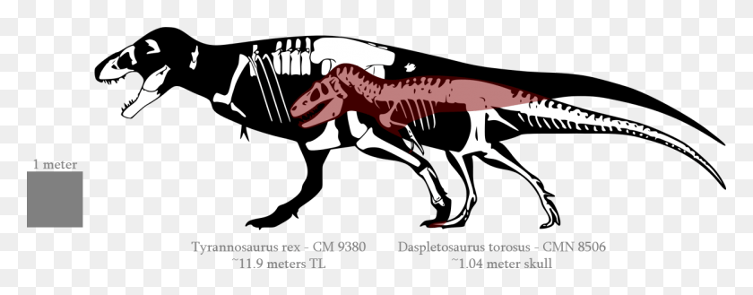 1250x432 Jpg Freeuse Теория Эволюции Тиранозавра Альбертозавр Против Размера T Rex, Динозавр, Рептилия, Животное Hd Png Скачать