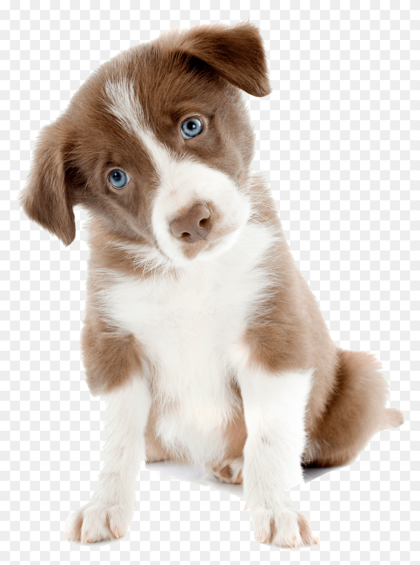 1945x2664 Jpg Freeuse Library Примеры Использования Собаки - Эксперименты Симпатичные Изображения Собак Hd Png Скачать