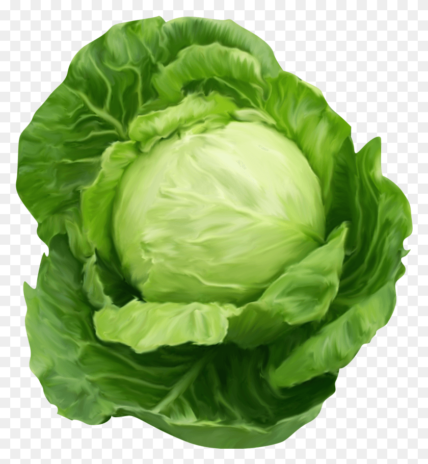 1195x1303 Jpg Freeuse Library Health Benefits Of Cabbage, Plant, Vegetable, Food HD PNG Download