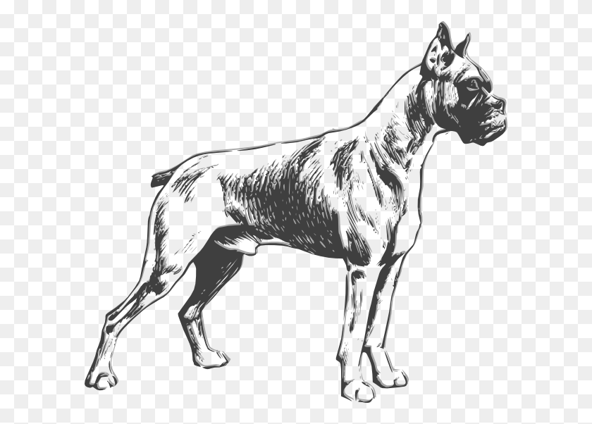 600x542 Jpg Royalty Free Боксер Собака Клипарт Черно-Белый Боксер Собака Рисование Легко, Лошадь, Млекопитающее, Животное Hd Png Download