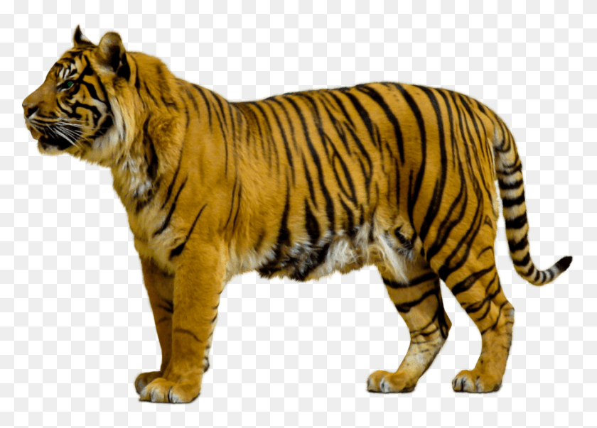 901x628 Tigre Png / Animales Salvajes Hd Png