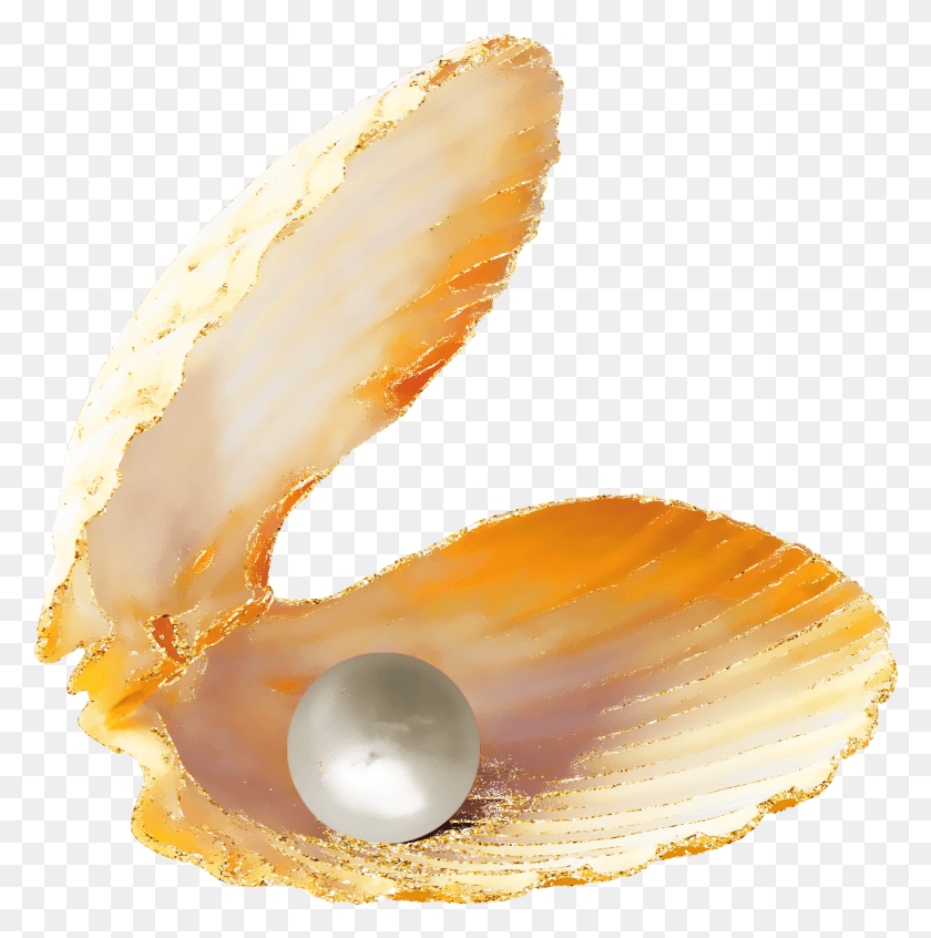 1781x1795 Jpg Royalty Free Seashell Slanted Beautiful Pearl, Fungus, Clam, Invertebrate HD PNG Download