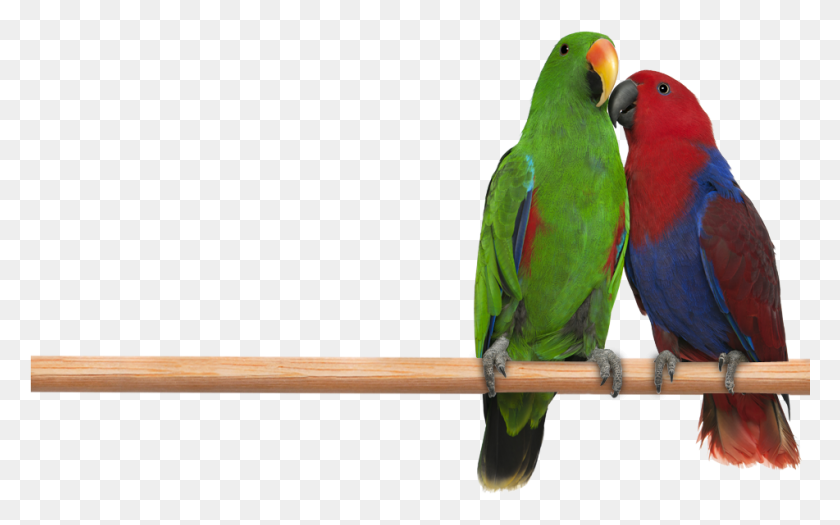 951x567 Aves Png / Eclectus Parrot Hd Png