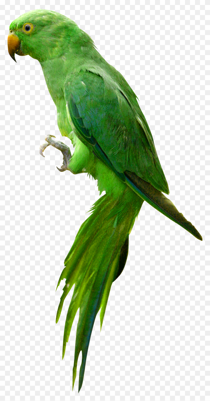 784x1549 Jpg Transparent Image Mart Parrot, Bird, Animal, Macaw HD PNG Download