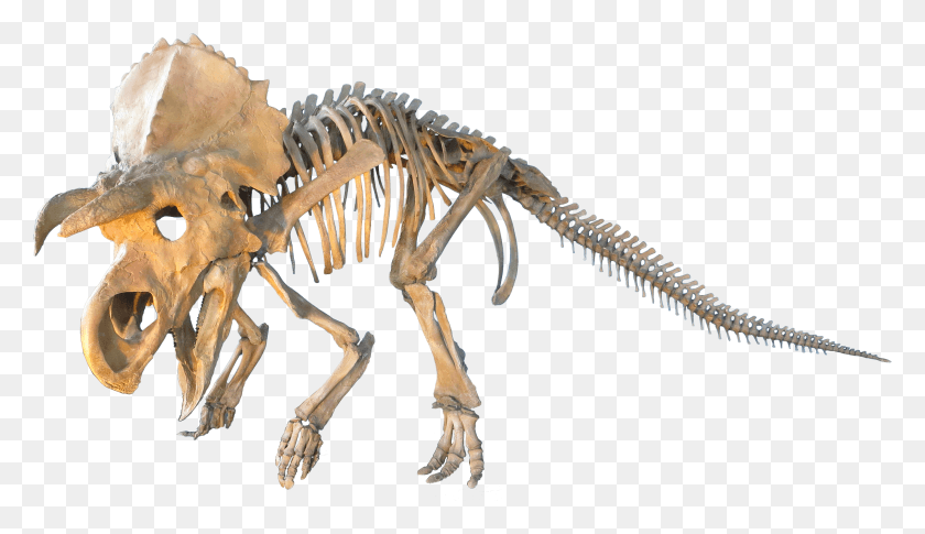 3545x1936 Judithian Aged Ceratopsian Transparent Dinosaur Fossil HD PNG Download