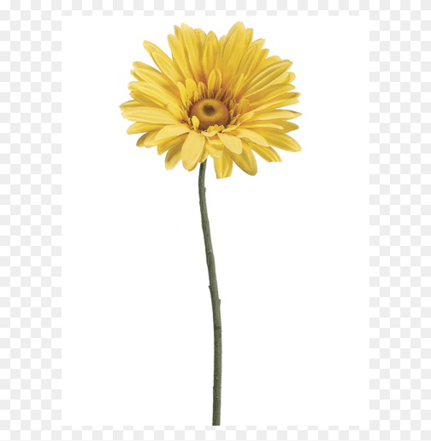 601x801 Jumbo Gerbera Daisy Spray Yellow English Marigold, Plant, Flower, Blossom HD PNG Download