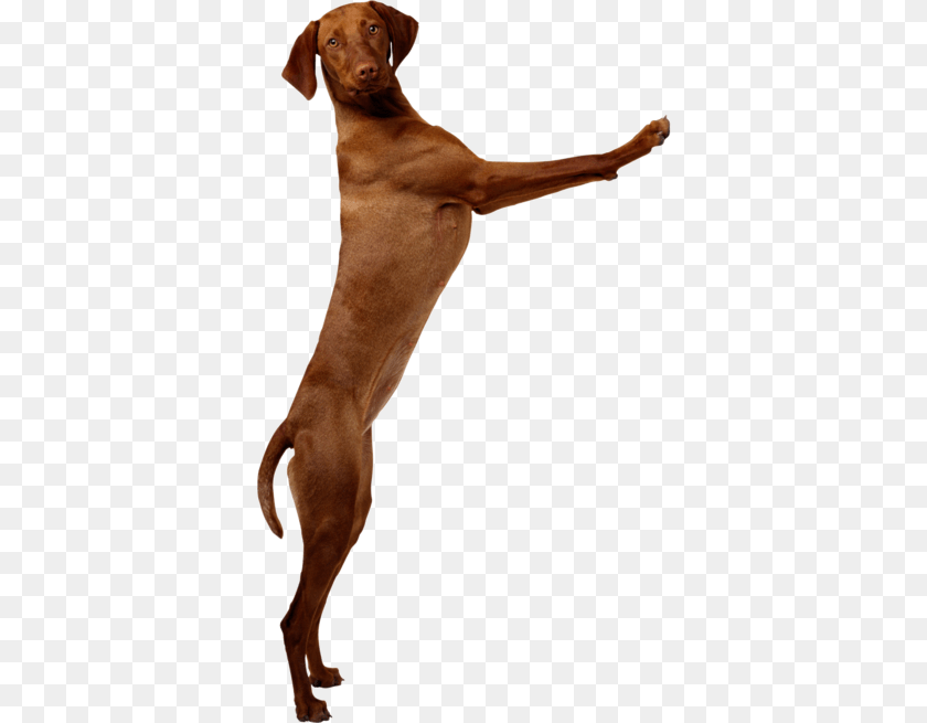 Jumping During Greetings Okaw Veterinary Clinic, Animal, Canine, Dog, Mammal Sticker PNG