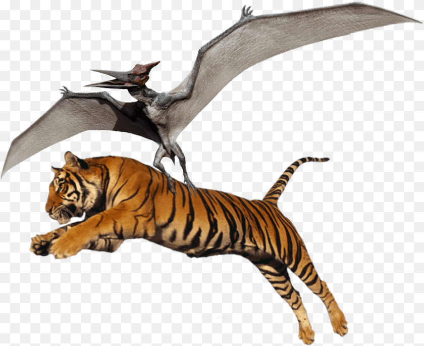 Jumping Tiger Hd, Animal, Mammal, Wildlife, Dinosaur Clipart PNG