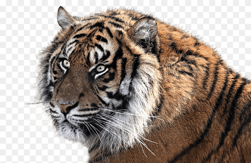 1280x830 Jumping White Tiger Symbol Of Indian National Animal, Mammal, Wildlife Transparent PNG