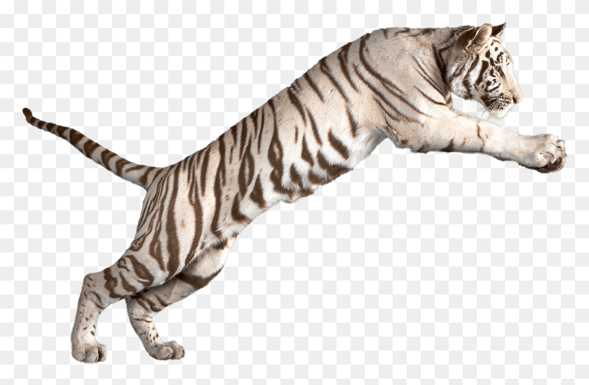 1263x793 Jumping White Tiger White Tiger Transparent Background, Wildlife, Mammal, Animal HD PNG Download