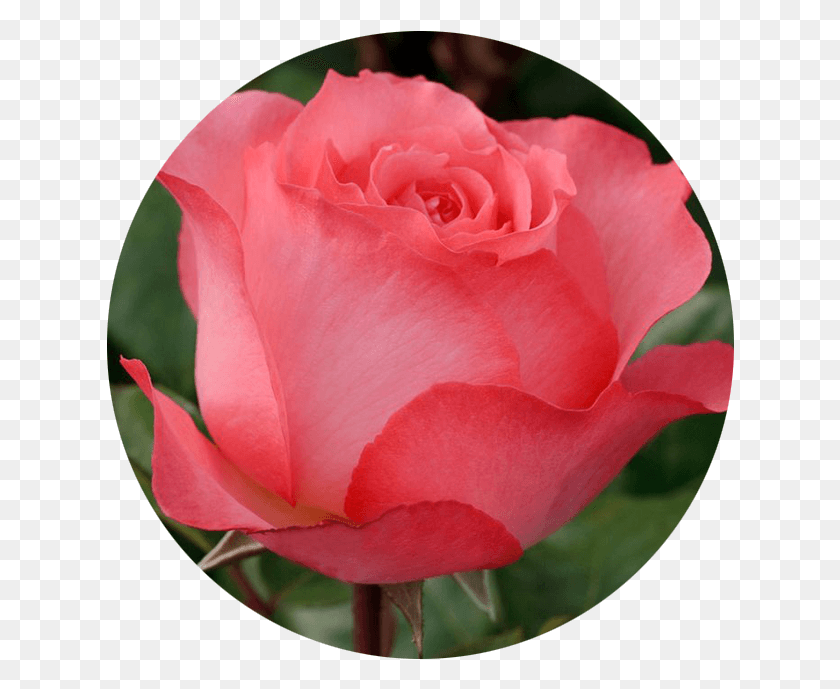 628x629 Июньская Роза Роза, Цветок, Растение, Цветение Hd Png Скачать