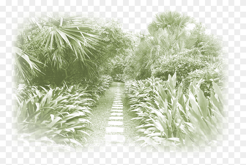 984x637 Jungle Gardens Was Created By Edward Avery Ned Mcilhenny Cypress Family, Vegetation, Plant, Outdoors HD PNG Download