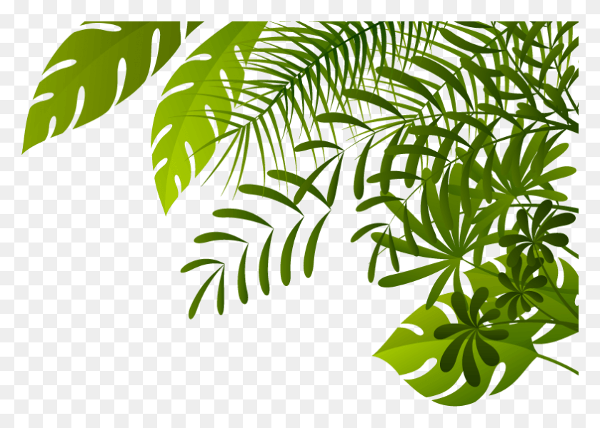 784x543 Jungle Image Jungle, Plant, Leaf, Fern HD PNG Download