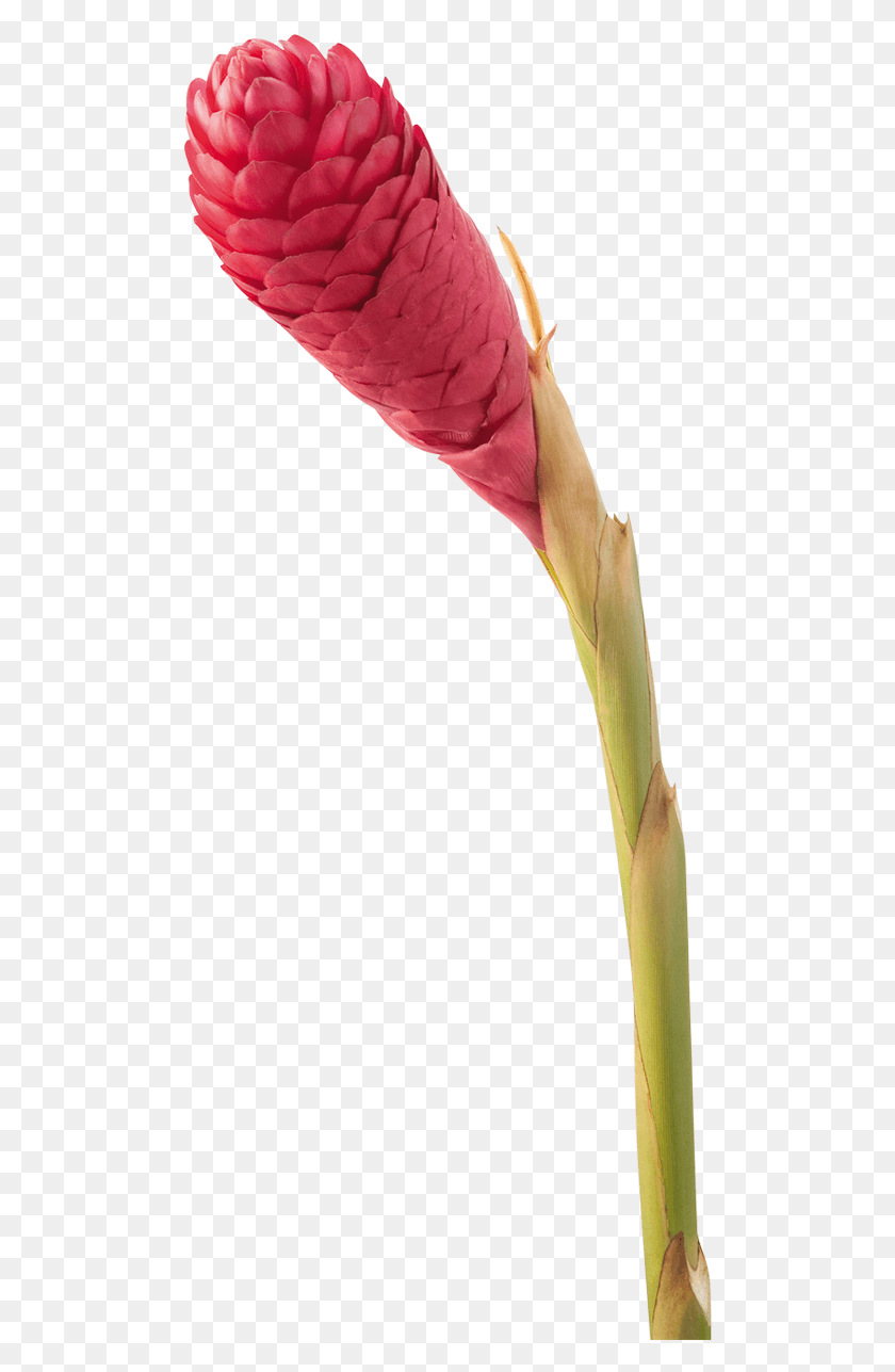 500x1227 Jungle King Flower Used In Dye, Plant, Blossom, Petal Descargar Hd Png