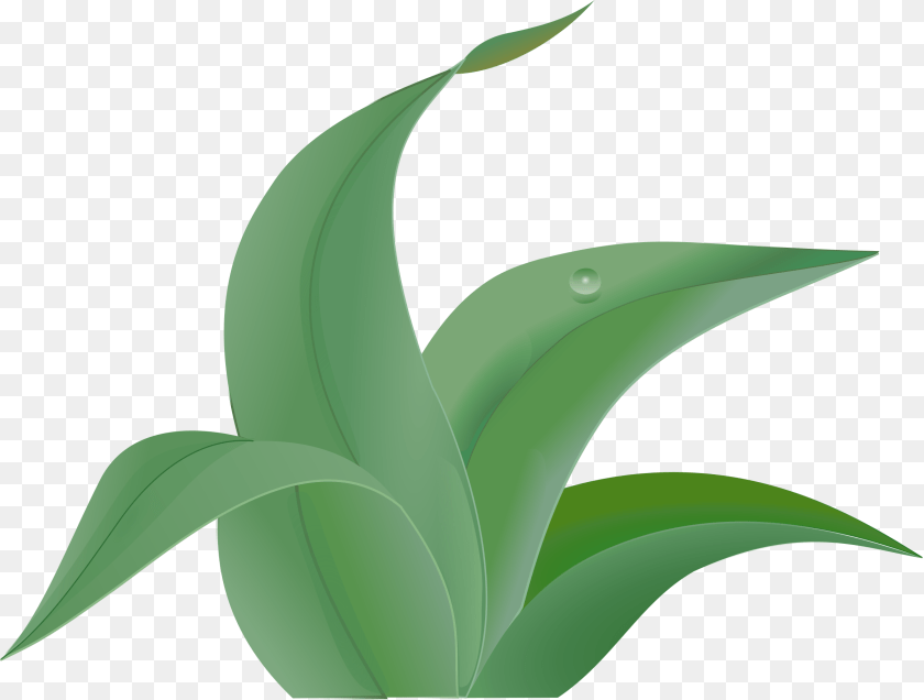 2400x1818 Jungle Leaf Content Clip Art, Plant, Aloe, Green, Animal Sticker PNG