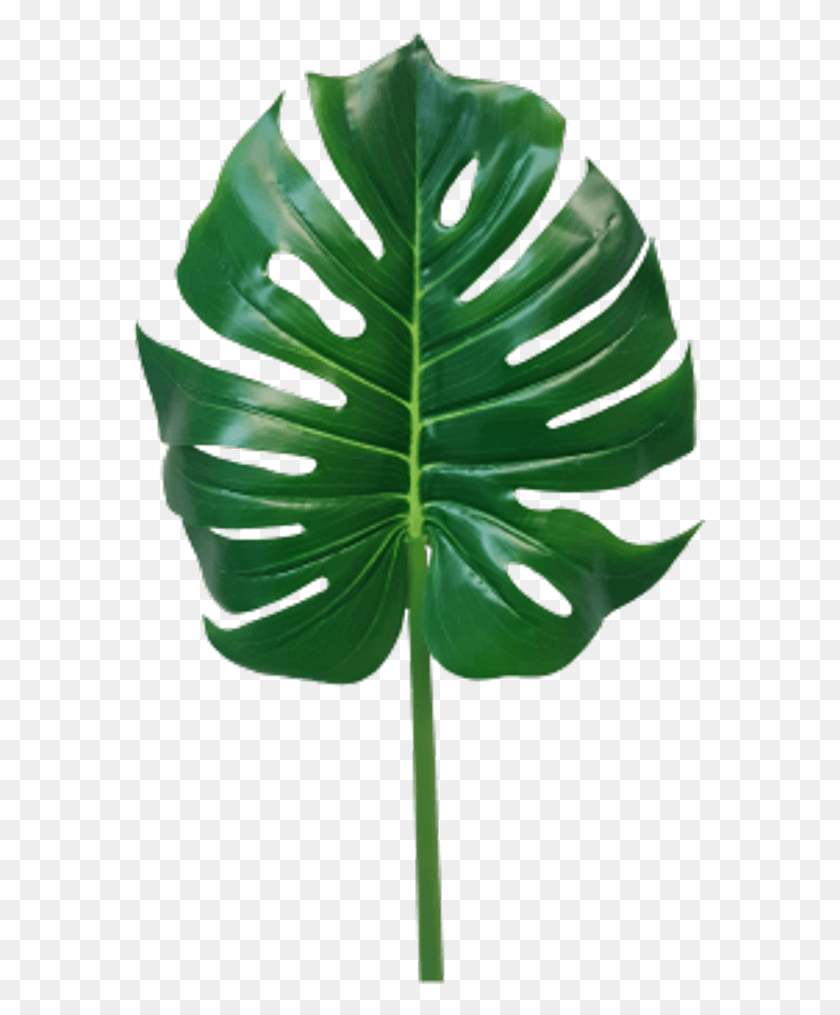 577x955 Jungle Leaves Monstera Leaf Monstera Leaf Transparent, Plant, Green, Flower HD PNG Download