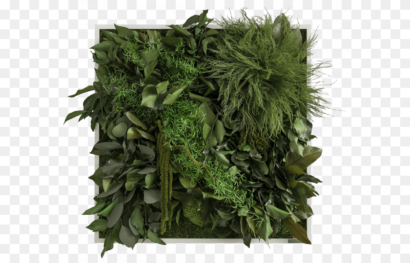 600x539 Jungle Plant Jungle Plants, Food, Seasoning Clipart PNG