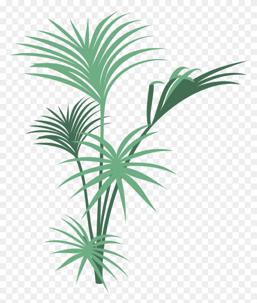 861x1028 Jungle Plants Transparent, Plant, Palm Tree, Tree HD PNG Download