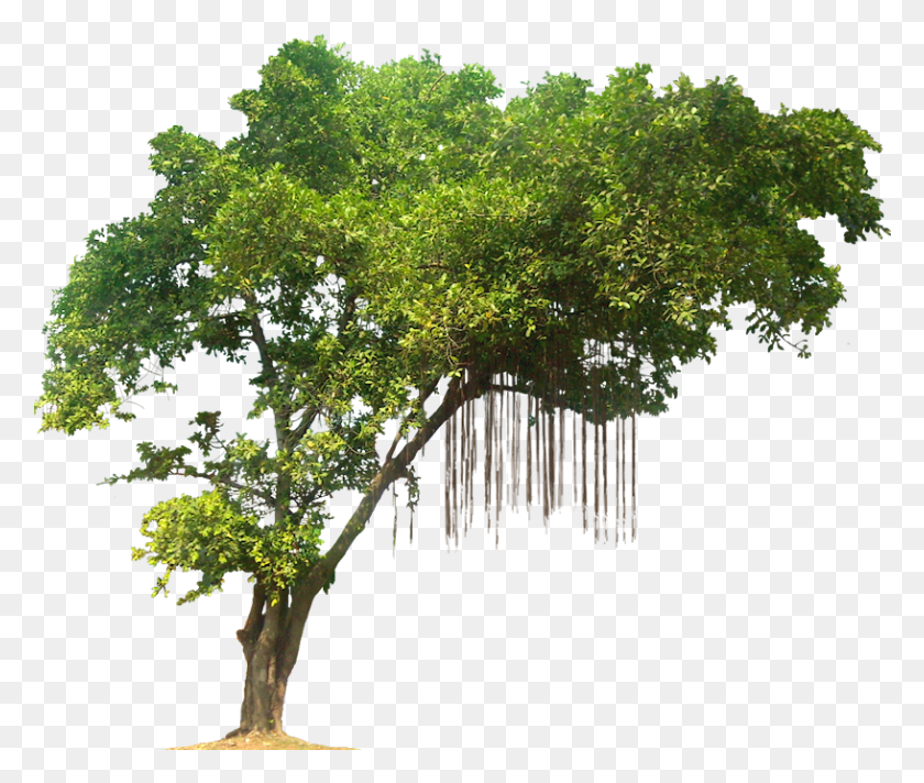 816x683 Джунгли Дерево Изображение Тропический Лес Деревья Прозрачный Фон, Растение, Растительность, Земля Hd Png Скачать